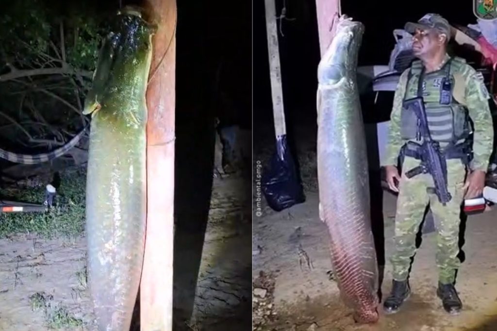 Dupla de pescadores é flagrada com pirarucu gigante de quase 2 metro e 100 kg em Goiás
