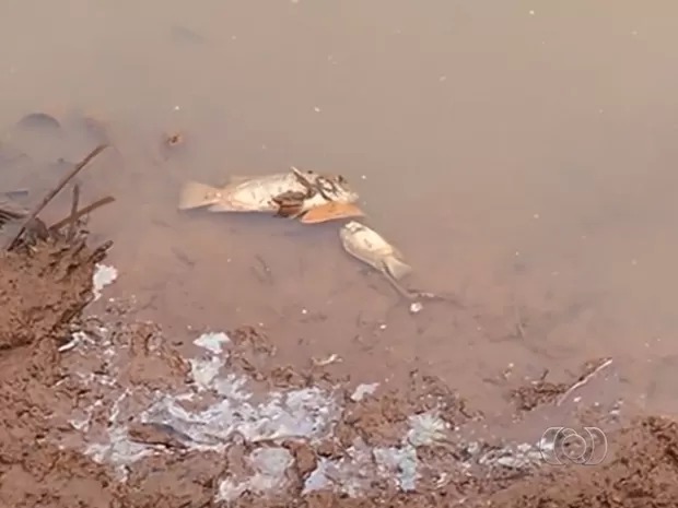 Mais de sete toneladas de peixe morreram após rompimento de barragem em Santa Helena de Goiás. (Foto: Reprodução/Tv Anhanguera)