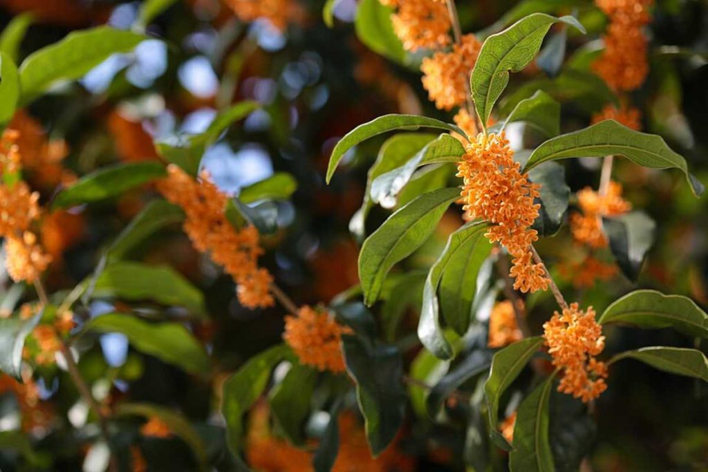 A árvore que pode ser cultivada em um vaso e é perfeita para deixar a varanda cheirosa