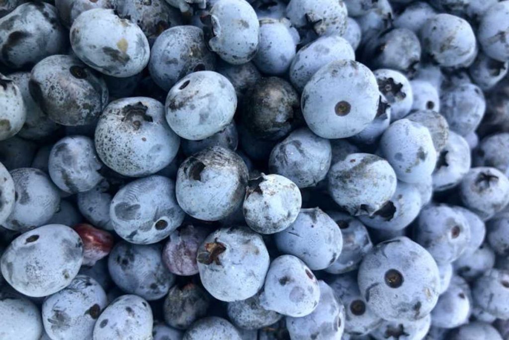 Conhecido como “o rei dos antioxidantes”, fruto fácil de cultivar virou item obrigatório nos quintais