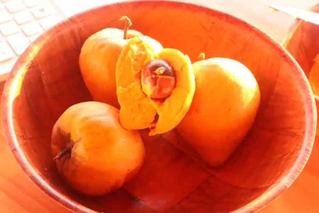 : A fruta que tem cor de ouro