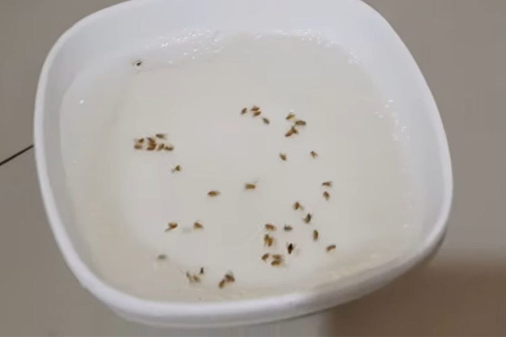 eliminar os mosquitos da cozinha