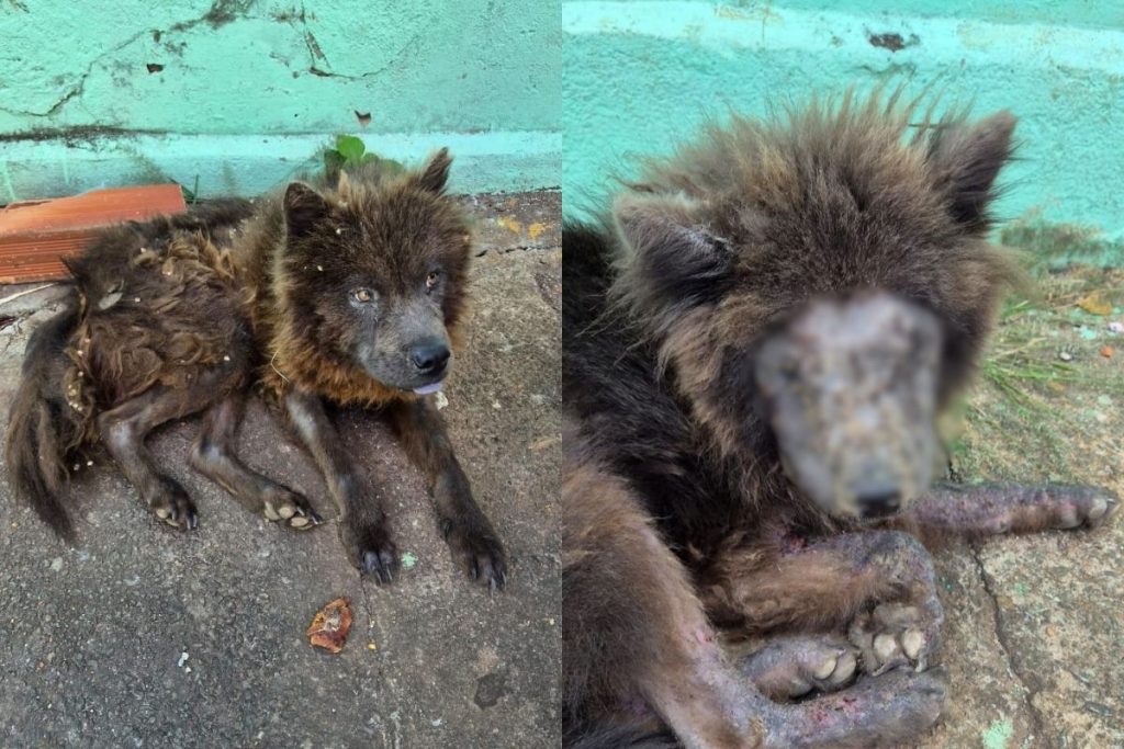 Cães da raça Chow-chow são resgatados em estado grave após denúncia em Goiânia; dona é presa