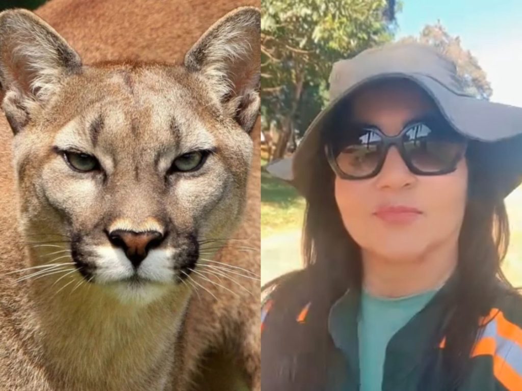 Ataque de onças na Chapada dos Veadeiros: especialista explica o que não fazer em casos do tipo