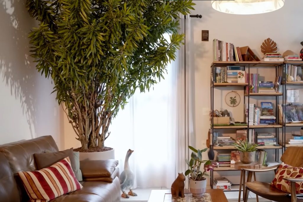 Árvore em apartamento? Pode sim: as melhores que ficam perfeitas em vasos na varanda