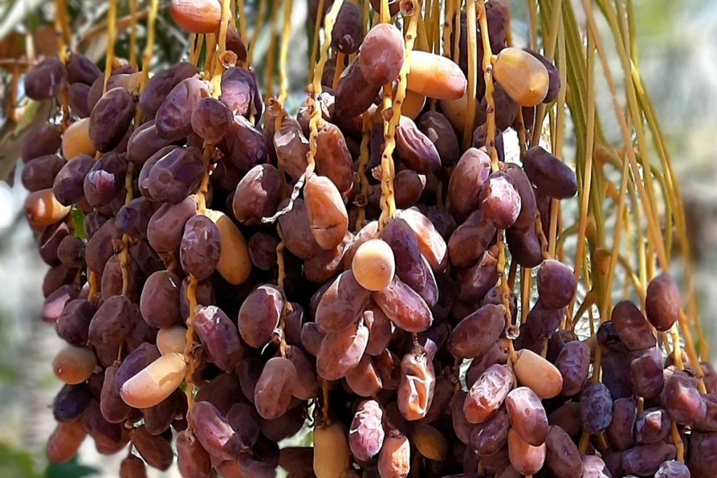 Diferente, mas refrescante: fruta deliciosa pode ser cultivada em casa e render colheita o ano todo