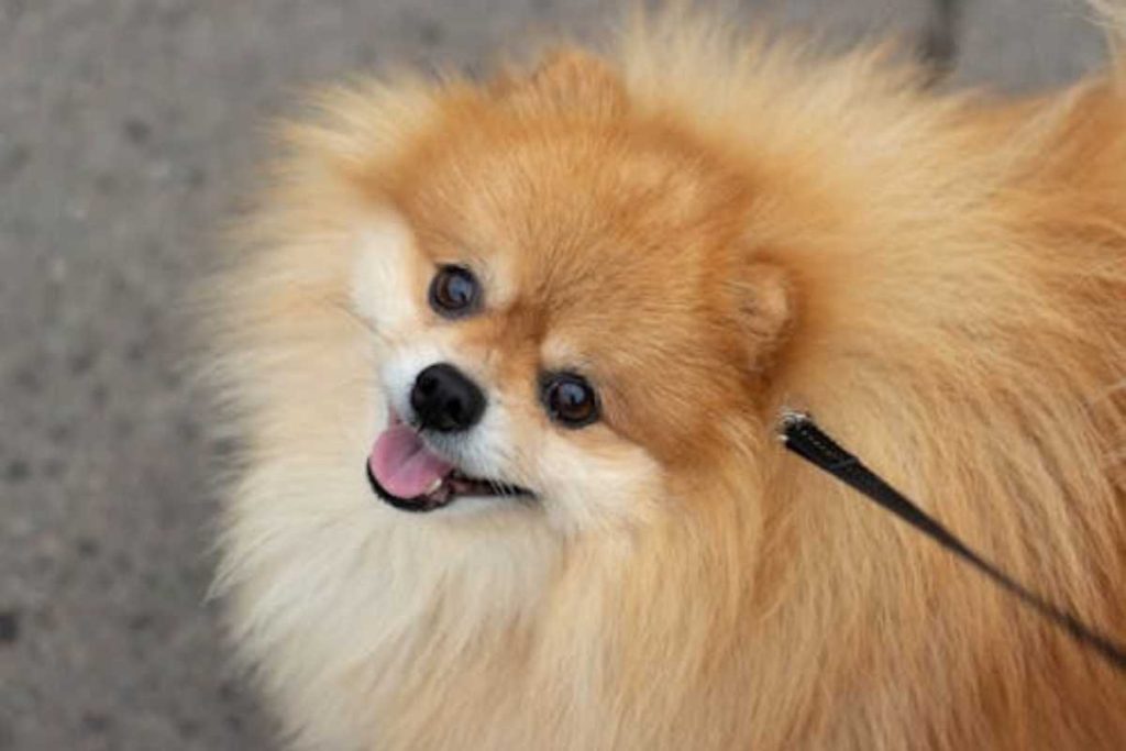 6 raças de cachorro fofas e companheiras que parecem filhotes para sempre