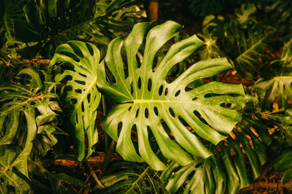 Plantas muito densas e úmidas podem favorecer a presença de escorpiões perto de casas e áreas externas