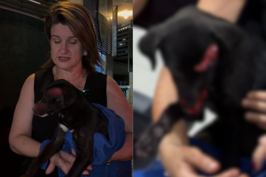 Cachorrinha é atacada com foice enferrujada em Anápolis