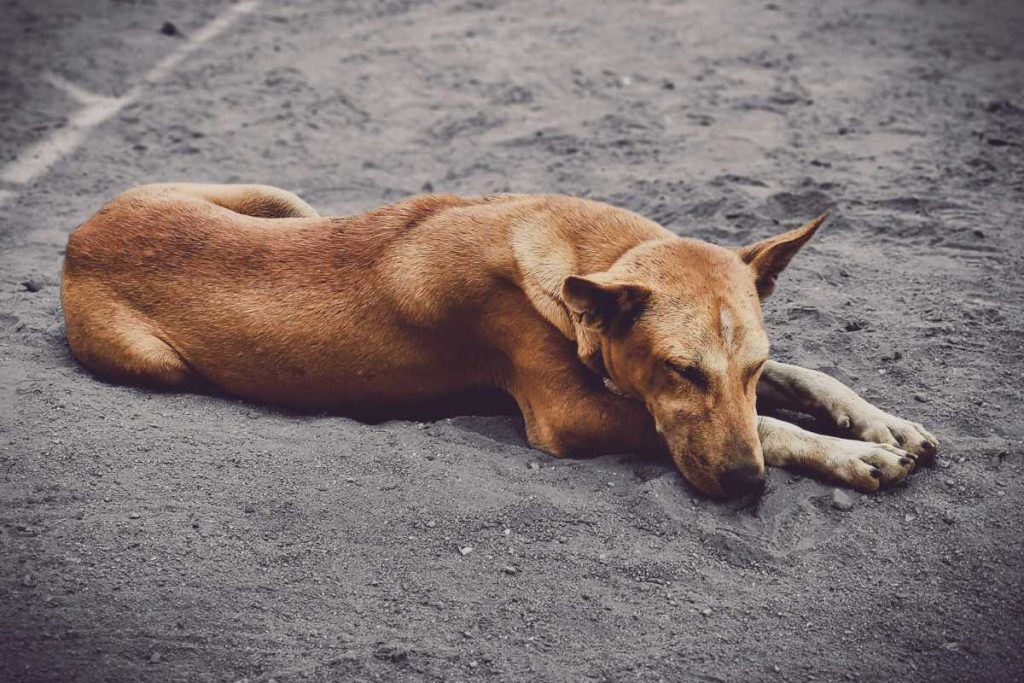 Veterinários explicam: onde os cachorros devem dormir quando está frio
