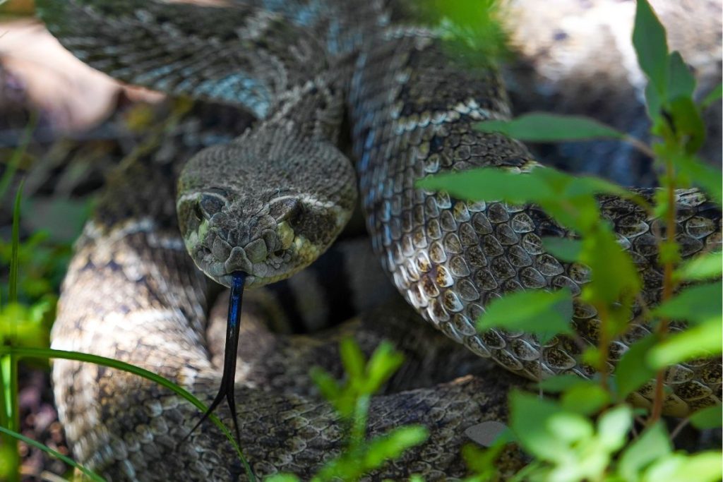 Cobras-cascavel estão entrando nas casas de forma cada vez mais silenciosa