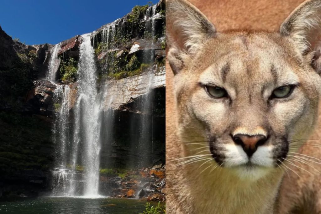 ataque em cachoeira