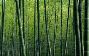 Reflexão do dia de um provérbio japonês