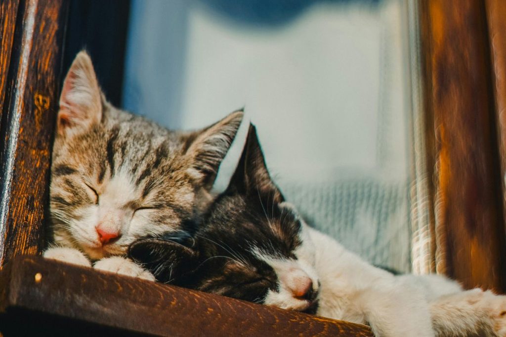 onde os gatos devem dormir