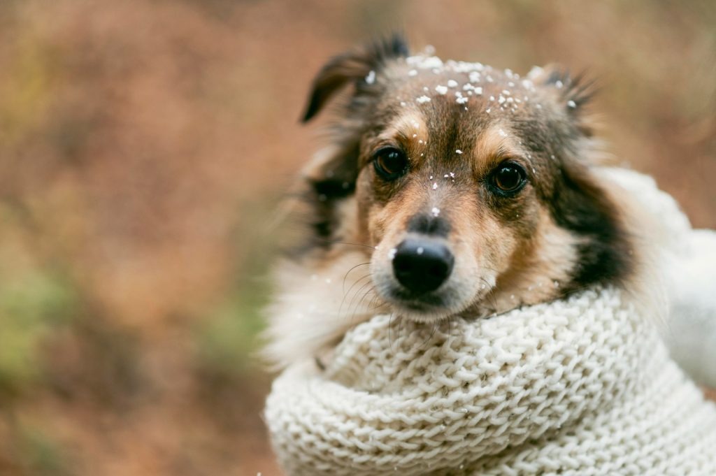 Roupas para cachorros devem ser usadas com cuidado e apenas em casos específicos, segundo veterinários