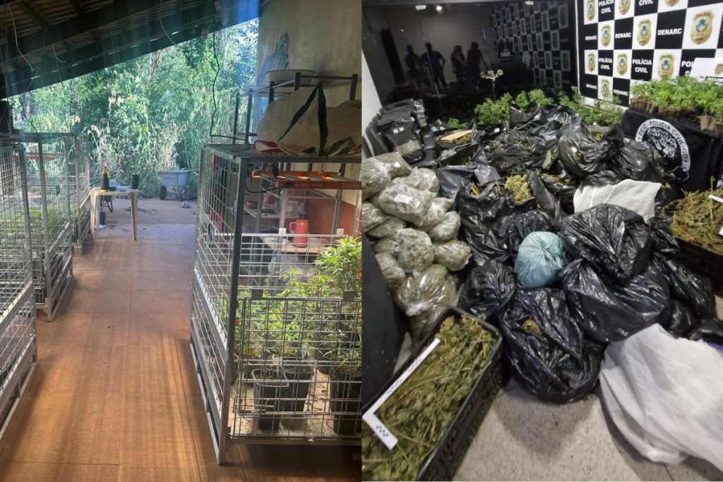Polícia Civil fecha laboratório clandestino de 'supermaconha' e prende cinco em Anápolis
