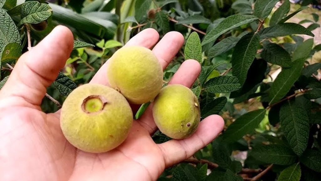 Fruta que sumiu das feiras tem sabor marcante e está voltando aos quintais de casa