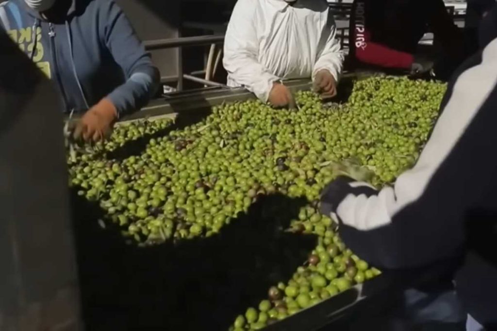 Fabricante do Ki-Suco e do adoçante Gold faz oferta para salvar marca de azeitona que corre risco de sair do mercado