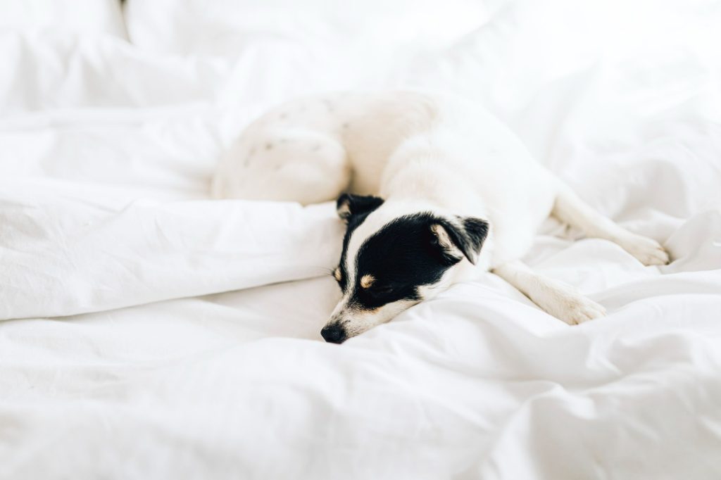 Estudos mostram o que a ciência revela sobre quem deixa o pet dormir na cama