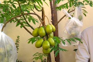 Conheça a fruta poderosa que ajuda a combater inflamações e melhorar o bem-estar de forma natural