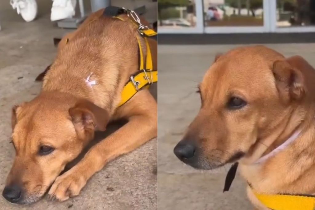 Cachorro que emocionou internet após ser ignorado em feiras de adoção pode ganhar nova família