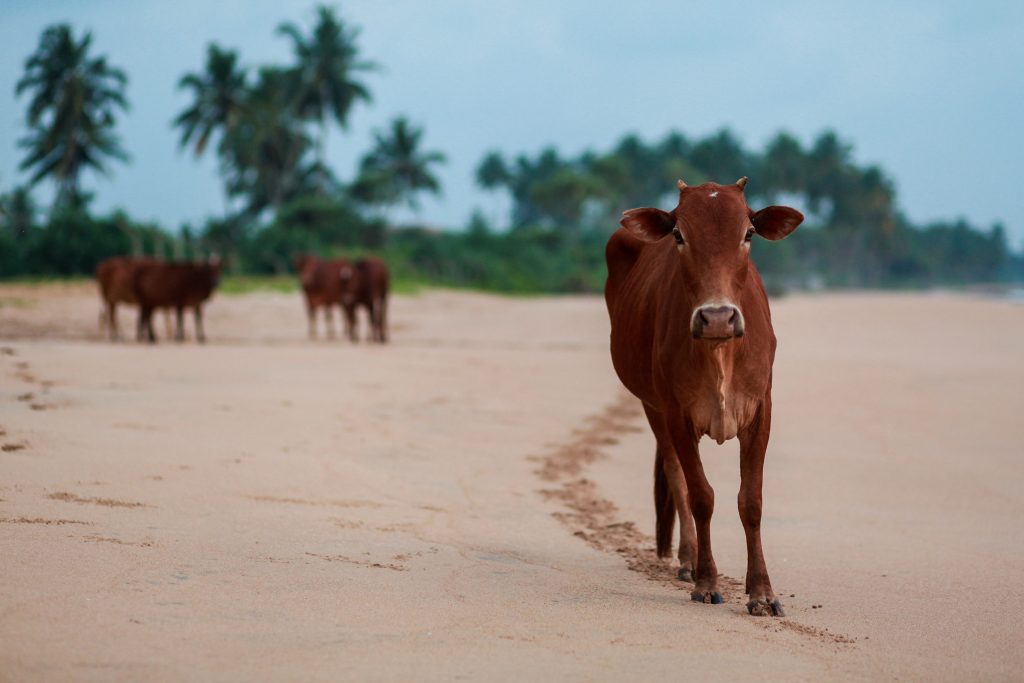 cinco vacas abandonadas em ilha remota