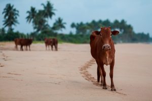 cinco vacas abandonadas em ilha remota