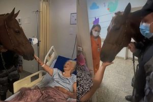 Cavalo da PM percorre hospital em Aparecida de Goiânia e ajuda na recuperação de pacientes