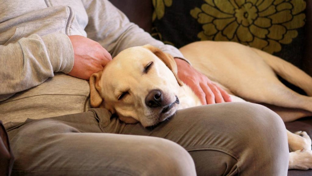 Cachorro deitado na perna do dono querendo carinho