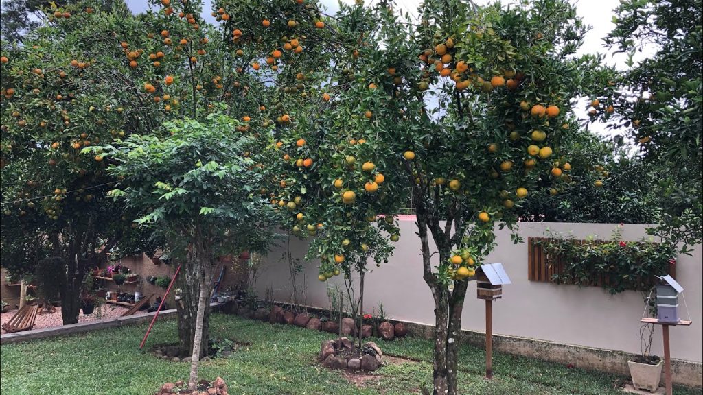 árvores frutíferas para o quintal