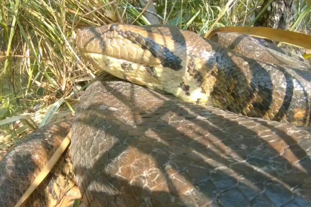 Cidade no interior do Brasil se tornou a casa de 3 serpentes da maior espécie do mundo