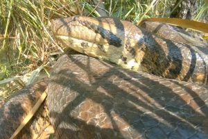 Cidade no interior do Brasil se tornou a casa de 3 serpentes da maior espécie do mundo