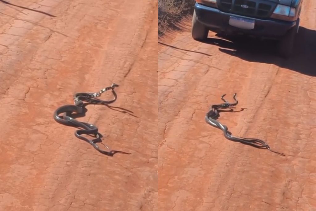 Moradora de Goiás flagra duas cobras enroladas e cena gera dúvida: "brigando ou namorando?"