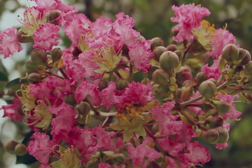 O Resedá ganhou destaque por oferecer sombra, flores abundantes e raízes que preservam calçadas e pisos