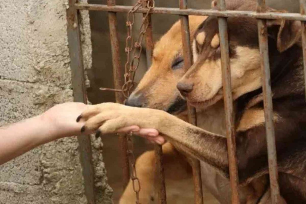 Cachorro abandonado em casa pode gerar multa