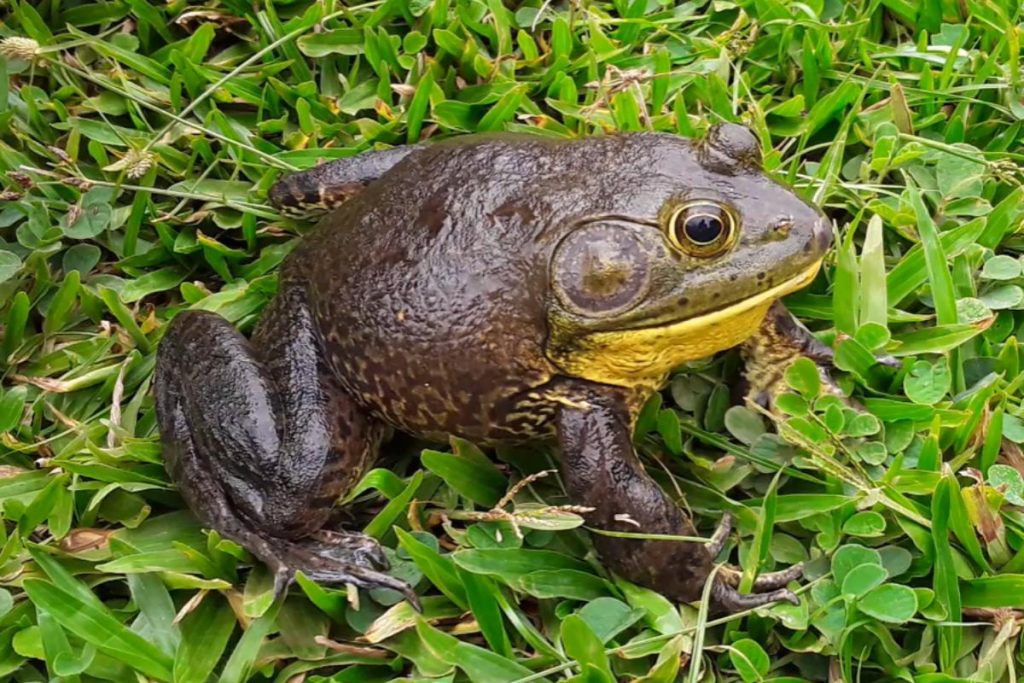 Estado monitora presença da rã-touro, espécie invasora e de grande capacidade predatória originária de continente vizinho