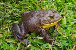 Estado monitora presença da rã-touro, espécie invasora e de grande capacidade predatória originária de continente vizinho