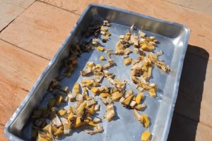 Não jogue fora a casca de banana: ela vira adubo e deixa suas plantas mais fortes, explicam biólogos