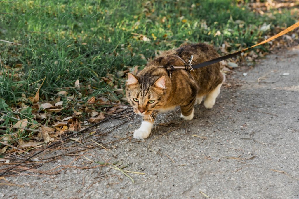 Os veterinários concordam: permitir que os gatos saiam de casa com supervisão melhora seu comportamento