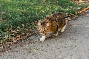 Os veterinários concordam: permitir que os gatos saiam de casa com supervisão melhora seu comportamento