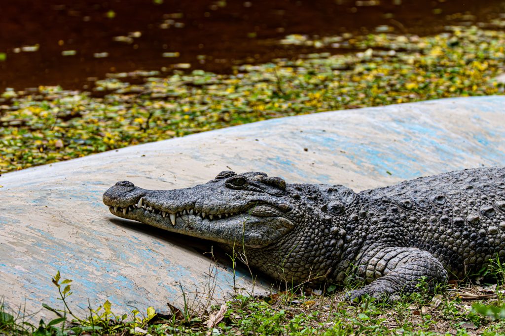 Homem é preso suspeito de jogar menino de 3 anos a crocodilos na Inglaterra