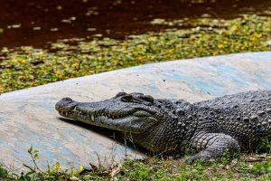 Homem é preso suspeito de jogar menino de 3 anos a crocodilos na Inglaterra