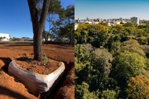 Prefeitura de Anápolis inicia transplante de árvores para ampliar áreas verdes pela cidade