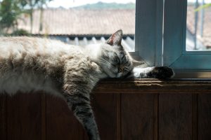 Veterinários afirmam: gatos criados dentro de casa desenvolvem uma habilidade fundamental