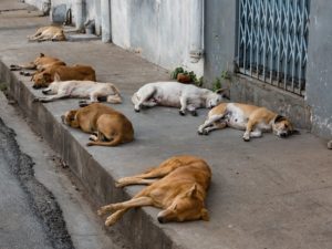 O que os animais de rua sabem sobre nós?