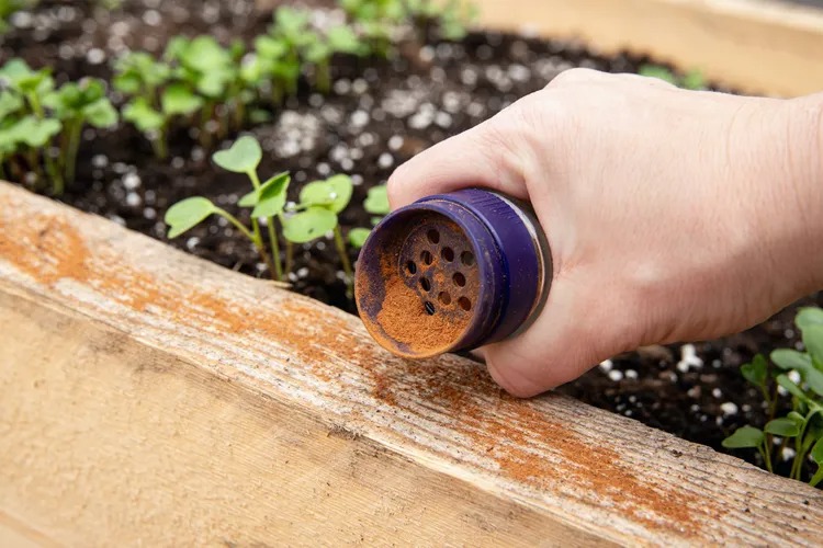 Pimenta-caiena no Jardim ajuda a afastar mamíferos invasores e protege hortaliças, vasos e canteiros de forma natural