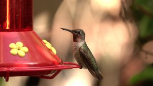 Beija-flor na Casa inspira interpretações ligadas à proteção, prosperidade e novos ciclos em diversas tradições