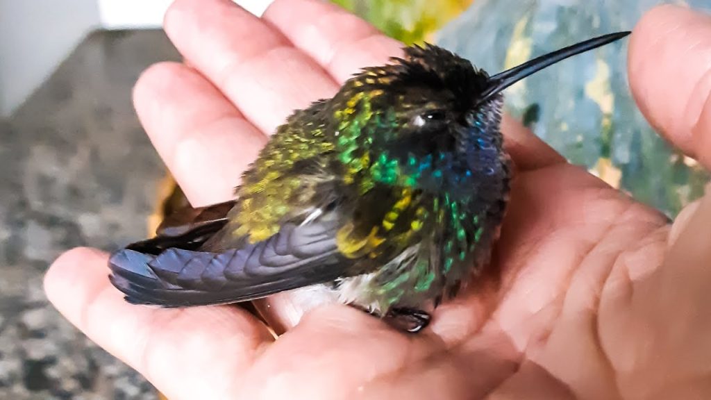 Beija-flor na Casa inspira interpretações ligadas à proteção, prosperidade e novos ciclos em diversas tradições