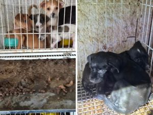 Gato morto em gaiola e animais debilitados levam homem e mulher à prisão em Goiânia