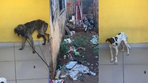 Cachorros estavam abandonados dentro de casa em Anápolis.